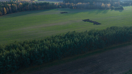 Aerial agricultural field with coniferous forest and timber piles © Ekaterina