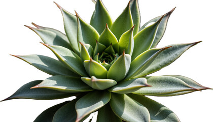 Green succulent plant with pointed leaves on white background  