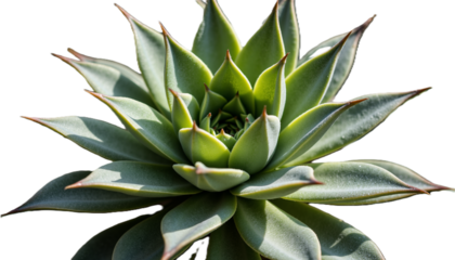 Green succulent plant with pointed leaves on white background  