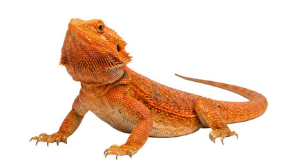 Obraz premium A vibrant orange bearded dragon on transparent background
