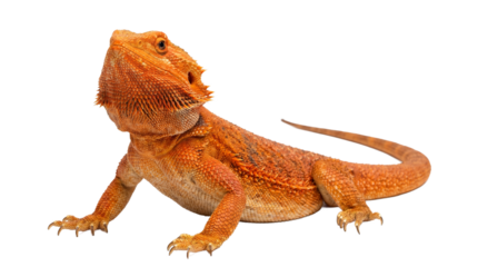 A vibrant orange bearded dragon on transparent background