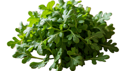 Fresh arugula leaves stacked on white background  