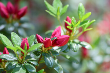 Close-up of the shrub and red flower buds of Rhododendron indicum commonly known as Southern Indian Azalea.