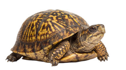 A box turtle sitting on a transparent background with its head out