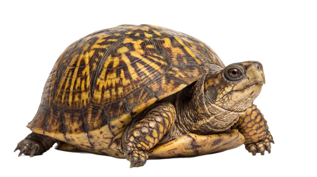 A box turtle sitting on a transparent background with its head out