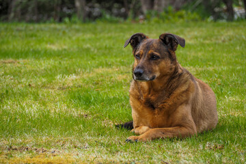 Brown and Black Mixed Breed Dog Laying in Grass in Summer