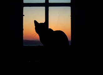 Cat Silhouette Framed by Sunset Sky