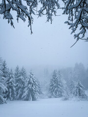 Naklejka premium Snowy tree branches frame a quiet winter forest where distant conifer trees fade into mist. Heavy snowfall falls over a remote, pristine landscape, transforming it into a white winter wonderland.