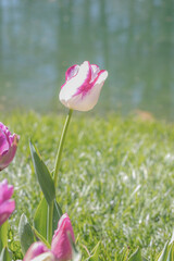 Pink Tulip