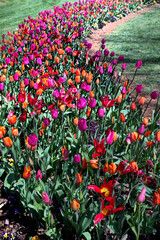 Tulip bed