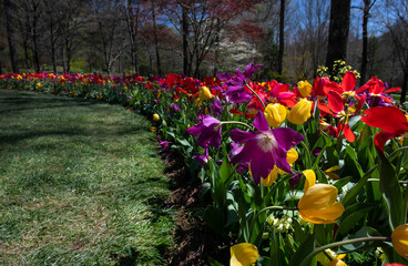 Row of tulips