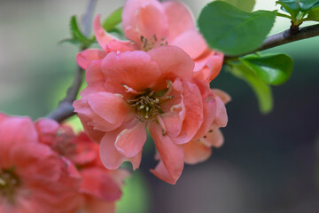 Pink Blossom