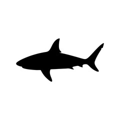 Silhouette of a shark swimming