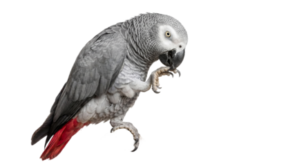 A gray parrot with a red tail on transparent background