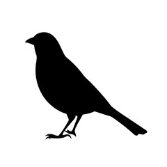 Fototapeta premium Small black bird standing