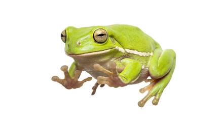 Obraz premium A green frog sitting on transparent background with big eyes