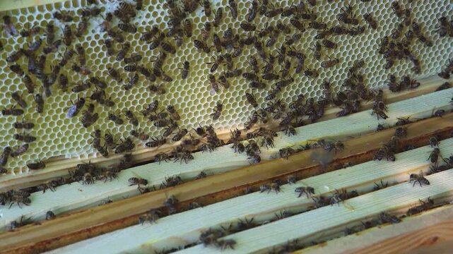 Honey harvesting. Close-up of beekeeping process. Gloved beekeeper removes frame from hive containing uncapped honey in natural wax combs. Bees on frame guard, aerate freshly collected flower nectar.