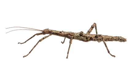 A stick insect on a transparent background with a black backdrop