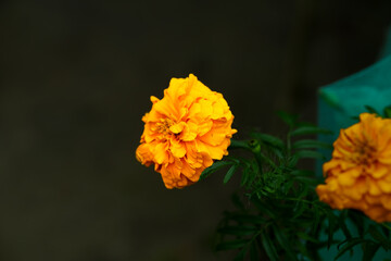Bright Yellow Marigold Flower Close Up