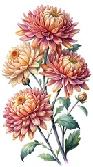A Watercolor Painting of Chrysanthemums Exhibiting Various Shades of Orange and Pink