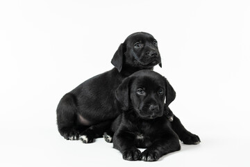 Fototapeta premium Playful black and white puppy on white background