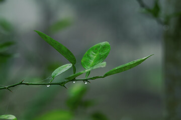Green Leaves With Dew Drops Macro
