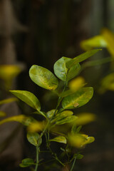 Green Leaves Plant With Soft Bokeh