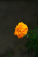 Orange Marigold Flower On Dark Background