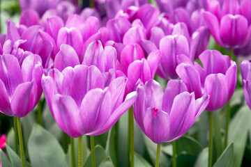 Fototapeta premium Tulips Endurance sort in spring blossom