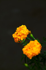 Yellow Marigold Flower on Dark Background
