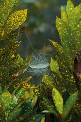 Spider Web Between Yellow Spotted Leaves