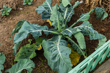 Fresh green vegetable plant growing next to a wooden fence