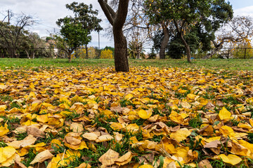 Yellow autumn leaves covering green grass in a public park