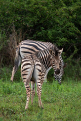 Naklejka premium Young zebra standing in front of another zebra