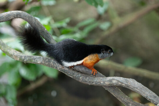 Prevost&rsquo;s squirrel perched on tree branch, side view. Black back and tail, white stripe and orange belly visible, arboreal mammal in forest setting.