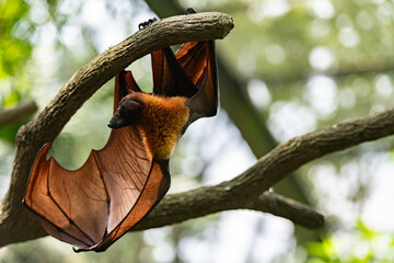 Fruit bat hanging from tree branch in rainforest setting. Suitable for ecology articles, wildlife...