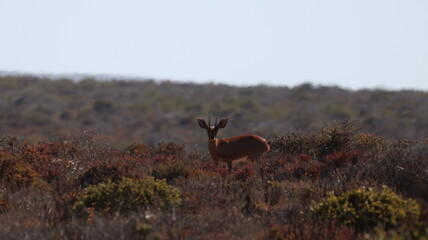 Wildlife Photography between Brand se baai and groenriver