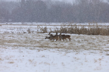 Herd of deer walking through a snowy field during a blizzard