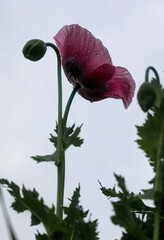 poppy