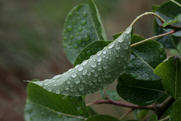 Dew drops