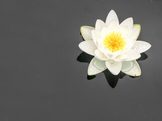 Water lily