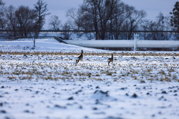 Two deer running across a snow-covered field with bare trees and a pipeline in the background