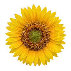Fototapeta premium Sunflower, isolated on transparent background