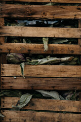 Fresh Green Artichokes in the Box: Raw Seasonal Vegetables With Leaves And Stems Displayed In Natural Organic Arrangement
