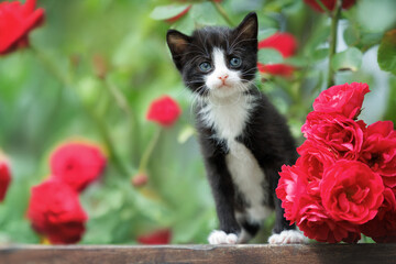 cute black and white kitten portrait with red roses outdoors