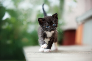 adorable black tuxedo kitten walks outdoors in summer