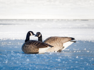 Bernaches du Canada (Branta canadensis) sur plan d’eau gelé en hiver, groupe d’oiseaux...