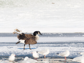 Bernaches du Canada (Branta canadensis) sur plan d’eau gelé en hiver, groupe d’oiseaux...