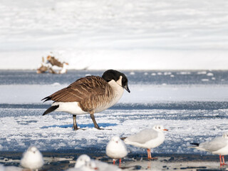 Bernaches du Canada (Branta canadensis) sur plan d’eau gelé en hiver, groupe d’oiseaux...