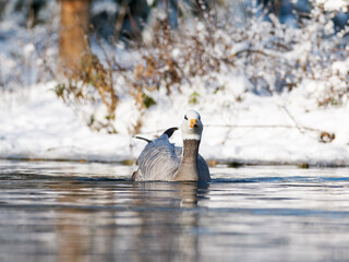 Fototapeta premium Oie à tête barrée Anser indicus nageant sur une eau calme en hiver, portrait de face et scène animalière en milieu enneigé
